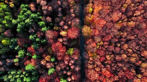 Travel by car through the autumn forest. Aerial view