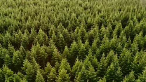 Kiefernbaum-Boden