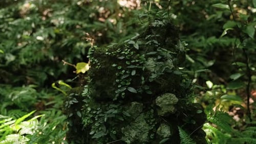 Plants of rainforest jungle forests and moss attached to rocks.