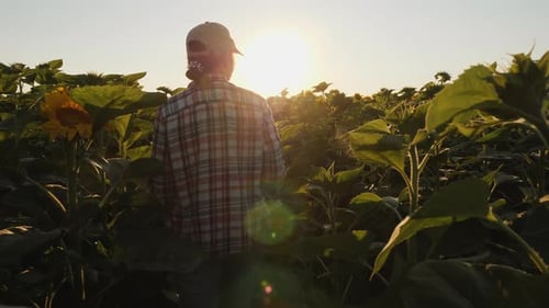 Rear View Farmer Girl Walks Between the Rows of Sunflower