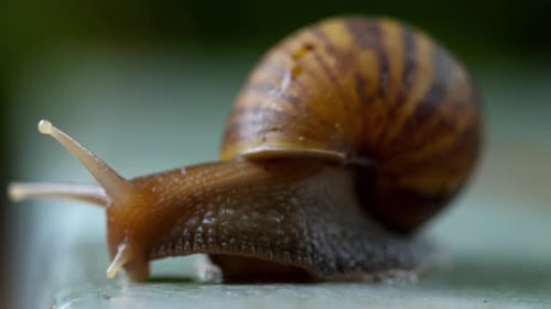Gartenschnecken kriechen, Makro