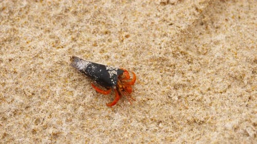 Tiny Hermit Crab on Beach