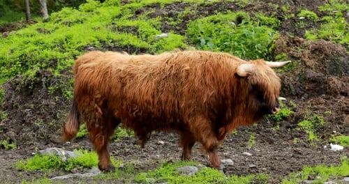 Long-Haired Cows Grazing in a Green Pasture
