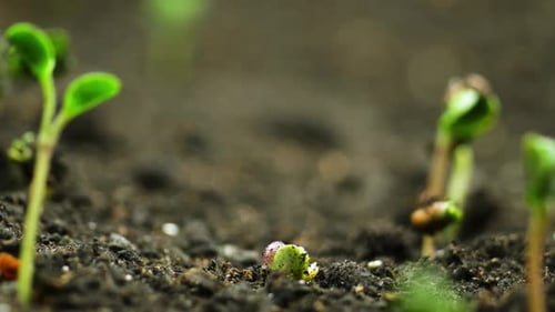 Plant Growing in Timelapse Sprouts Germination Green Seeds Time Lapse Spring and Summer Agriculture