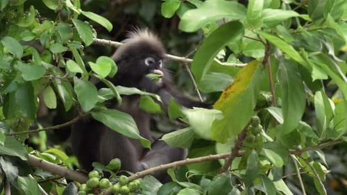 Dusky Leaf Monkey Eating Leaf in Tropical Forest