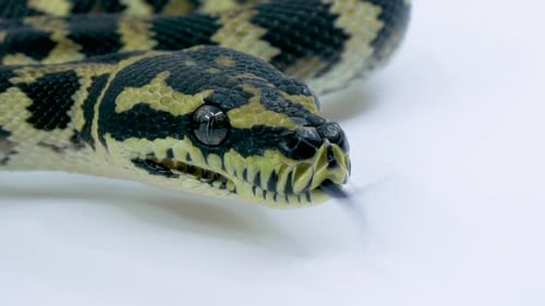 Gros plan d'un serpent python boule qui sort sa langue sur un fond blanc de studio
