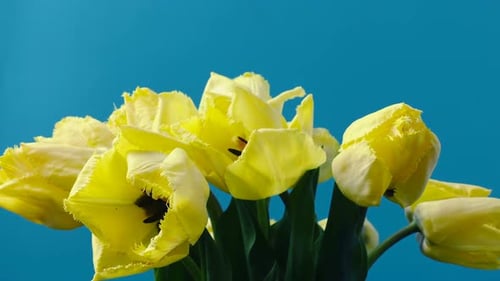 Blooming Yellow Tulips Against a Blue Background