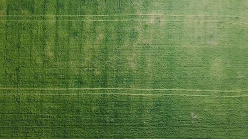 Aerial View of Rice Field. Plantation From Up Above, Top View Crop Lines Texture