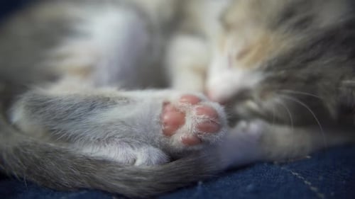 Sleeping Kitten Curled on Blue Blanket Close Up