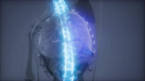 3D Animated Human Spine with Glowing Nerve Impulses