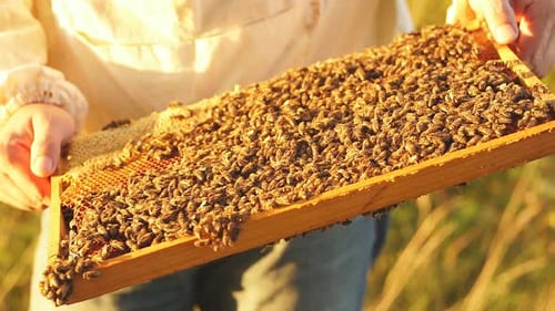 Close-up of Hands Beekeeper Inspects of Beehive Frame with Bees on It.