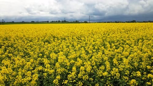 Aerial View of Spring Rapeseed Flower Field
