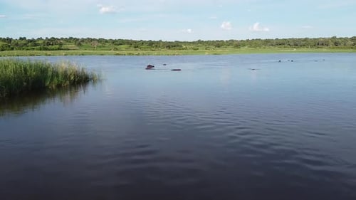 Images de Drone d'hippopotames regardant de l'eau, d'une rivière africaine, d'animaux sauvages