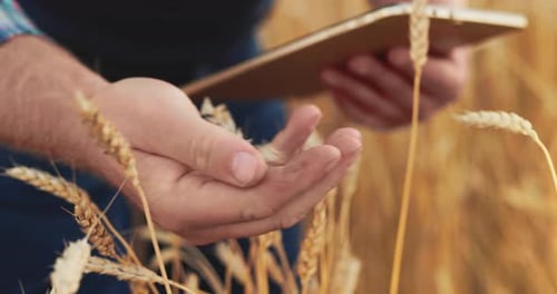Adult Inspecting Wheat Crop Using Tablet