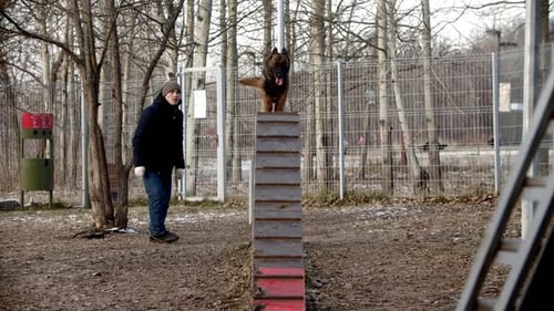 Dog Agility Training on Ramp and Steps