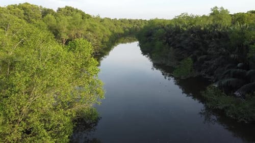 Plant live beside river