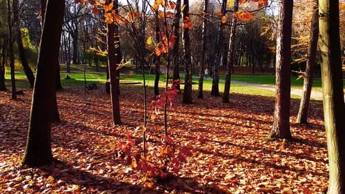 Autumn fallen leaves in the park.