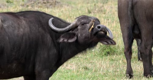 Buffle d'Afrique, syncerus caffer, adulte avec pic à bec jaune, buphagus africanus