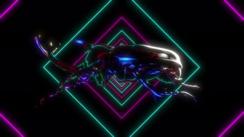 Beetle Loop 01