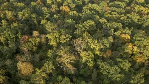 Top Down View of Autumn Forest Fall Woodland Aerial Shot