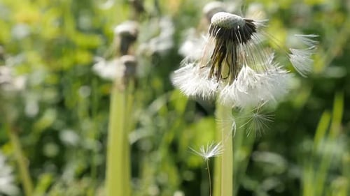 Plant Taraxacum officinale close-up slow-mo 1080p FullHD footage - Common dandelion flower seeds