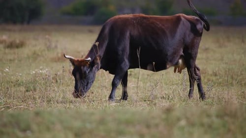 Cow Grazing Peacefully in Rural Green Pasture