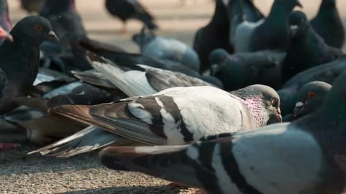 Pigeon Flock Pecks Grain On The Pavement