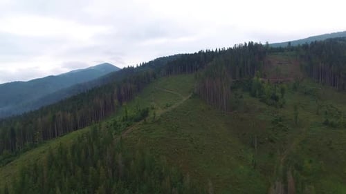 Deforestation