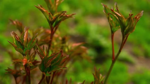 Makroaufnahmen von Wildblumen Irlands