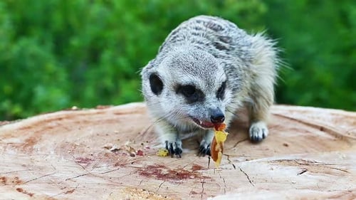 Cute Meerkat Eating on Tree Stump