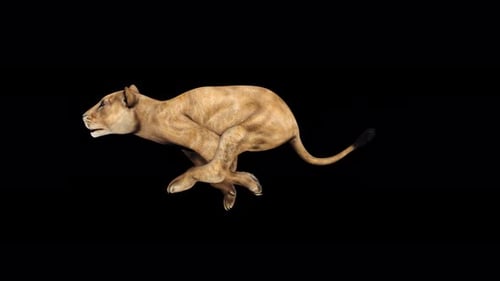 4K Lioness Run