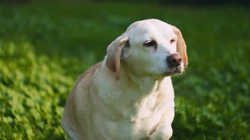 Adorable chien mixte Beagle-Labrador qui regarde autour de lui tout en étant assis dans un seau