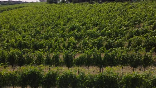 Agricultura de viñedos de Barbaresco en Piamonte