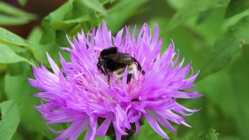 Bumblebee Is Gathering Pollen for Honey on Flowers, Close Up, Macro Shot