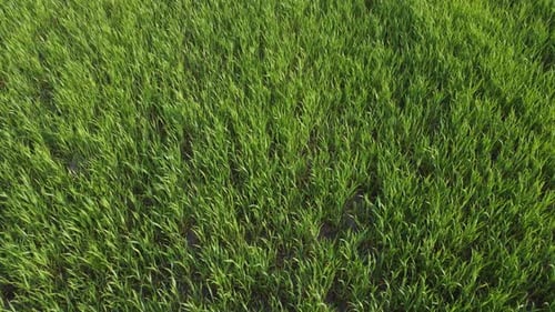 Landwirtschaft. Grünes Feld mit Frühweizen bei Sonnenuntergang, Sonnenuntergang, Sonnenlicht, Bewegung. Grünes Gras schwankt