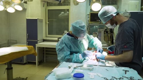 Surgical Operation of a Dog in a Veterinary Clinic