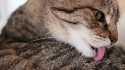 Schöne Tabbykatze leckt ihr Haar