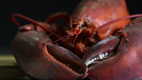 Cooked Lobster 48