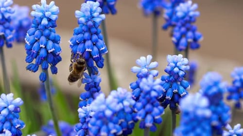 Bee Pollinating Blue Spring Flowers in the Daytime