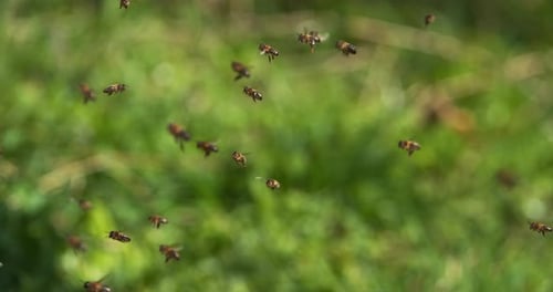 European Honey Bee, apis mellifera, Bees Going To The Hive, Insects in Flight, Return Of Boot,,