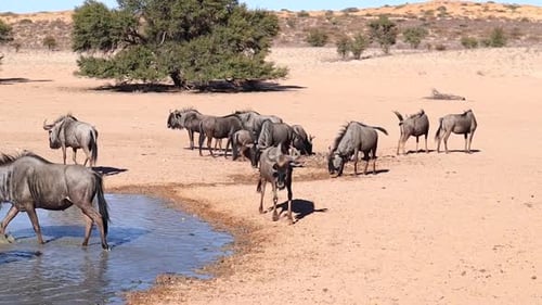 Confusion of Wildebeest gather at watering hole in Kalahari Desert