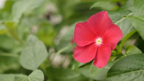 Shallow DOF Impatiens flower 4K 2160p 30 images par seconde, images par seconde, vidéo UltraHD - Plante à toucher dans le pot à proximité