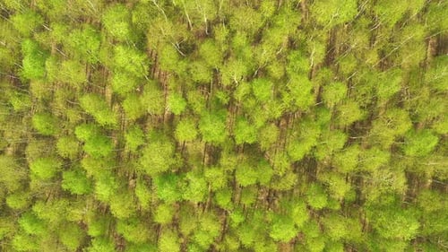 Frühherbst in der Waldansicht von oben. Mischwald, grüne Koniferen, Laubbäume mit gelbem Le