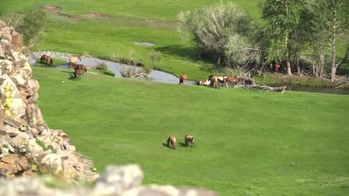 Real Wild Free Horses Grazing by Stream in Green Meadow With Fresh Grass