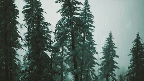 Serene Winter Forest with Gentle Snowfall