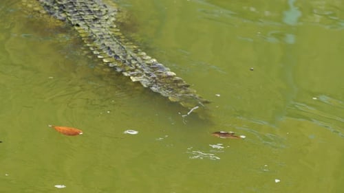 crocodile swimming in the water
