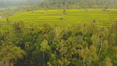 Terrace Rice Fields, Bali,Indonesia.
