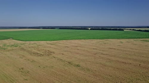 Top View to the Farm Wheatfield