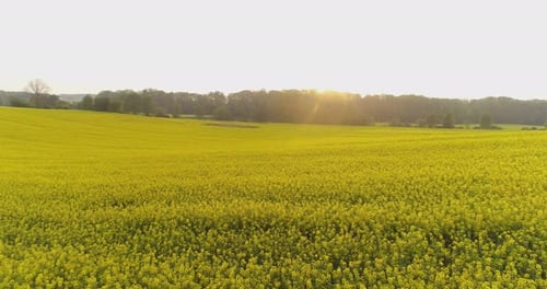 Scenic View of Canola Field Against Sky