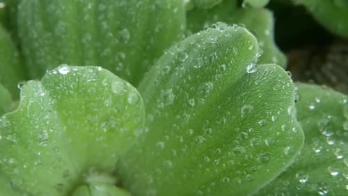 Water Drops on Plant Leaves. From Above Closeup Leaves of Green Plant with Drops of Clean Fresh